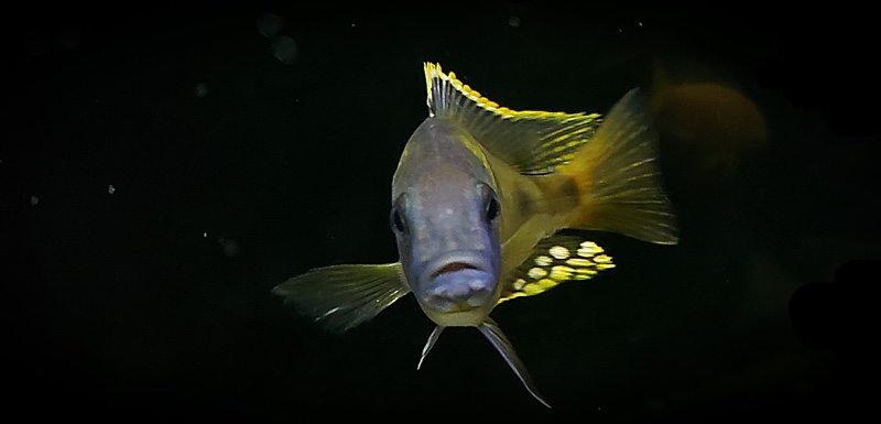 Naevochromis chrysogaster